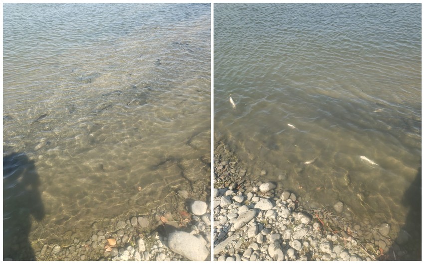 Kürdə balıq və digər su bioloji resurslarının məhv olması faktı ilə bağlı araşdırma aparılır