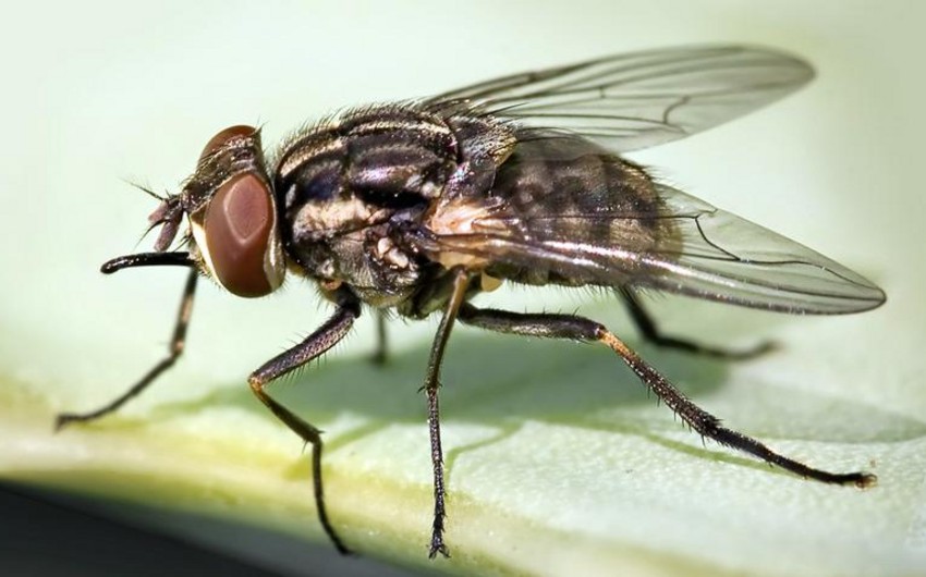 ABŞ-də insanın tropik ət milçəyinin sürfələri ilə ilk yoluxma halı qeydə alınıb