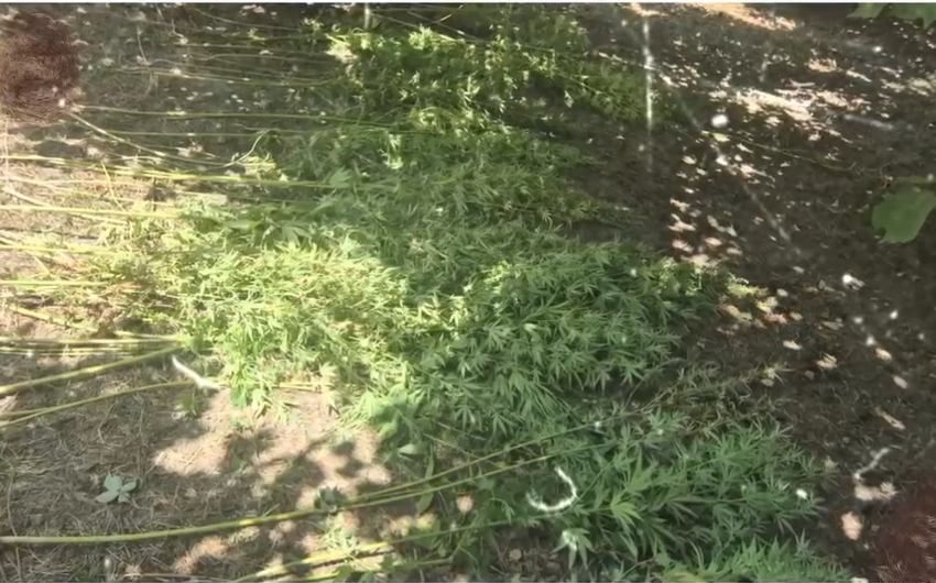 Qəbələdə fındıq bağında çətənə kolu yetişdirməkdə təqsirləndirilən şəxs həbs olunub