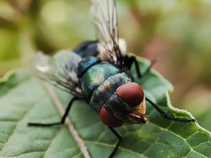 ABŞ-da ilk dəfə ət yeyən parazit aşkar edilib: İnsan orqanizminə sızdı