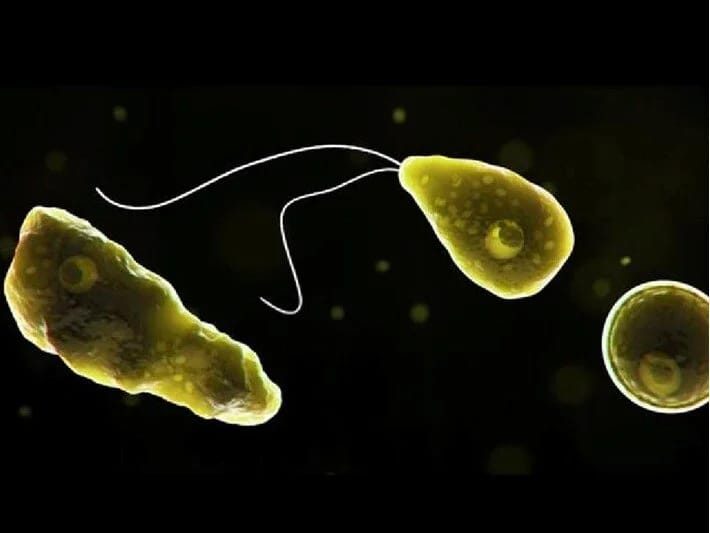 ABŞ-da beyin yeyən amöba qorxusu