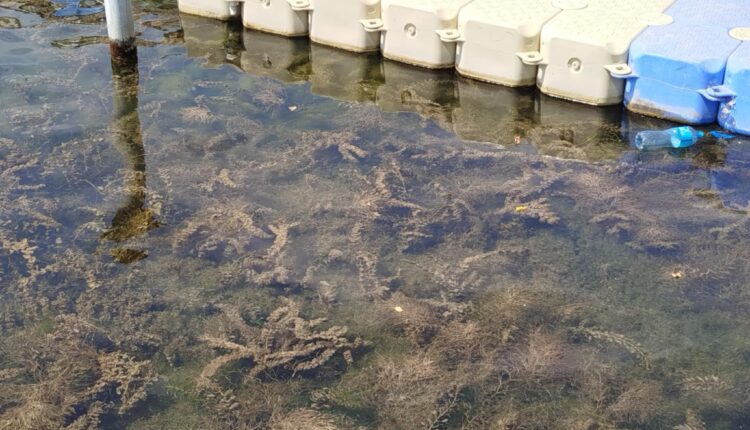 Kür çayında balıq və digər su bioloji resursları məhv olur-RƏSMİ+FOTO