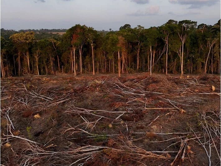 Amazondan Asiyaya: Meşələrin qırılması ölümlə nəticələnir
