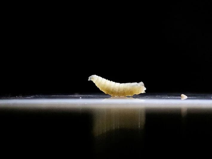 Ət yeyən qurdlar nəzarətdən çıxır