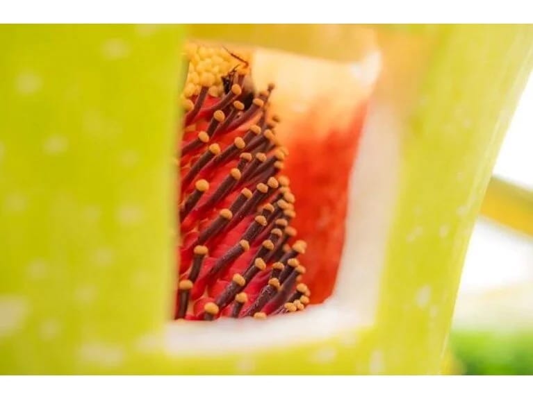 Dünyanın ən pis qoxulu çiçəyi: İlk dəfə 1990-cı ildə çiçək açıb