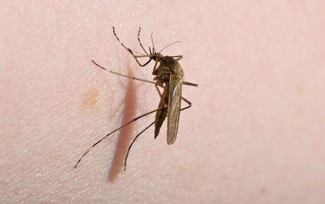 Çində çikunqunya virusuna yoluxma artır