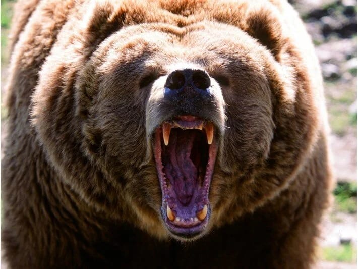 Yaponiyada ayı təhlükəsi: Şəhərlərdə tüfənglərə icazə verilir