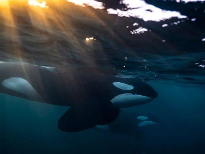 İspaniya sahillərində balina iki dəqiqə fərqlə qayıqlara hücum edib