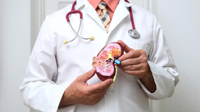 Tibb tarixində bir ilk: MikroRNT böyrəkləri xilas etmək üçün kəşf edildi