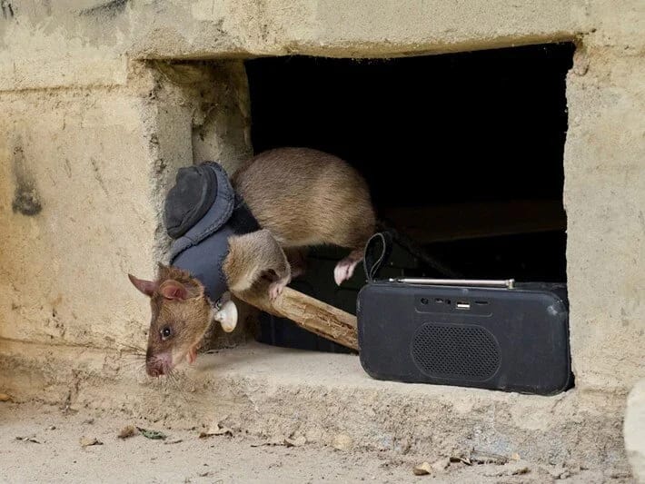 Zəlzələdən mina sahəsinə: Qəhrəman siçovul ordusu xilas edir