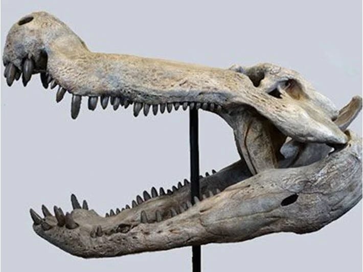 Dinozavrlarla qidalanan timsah qalıqları aşkar edildi