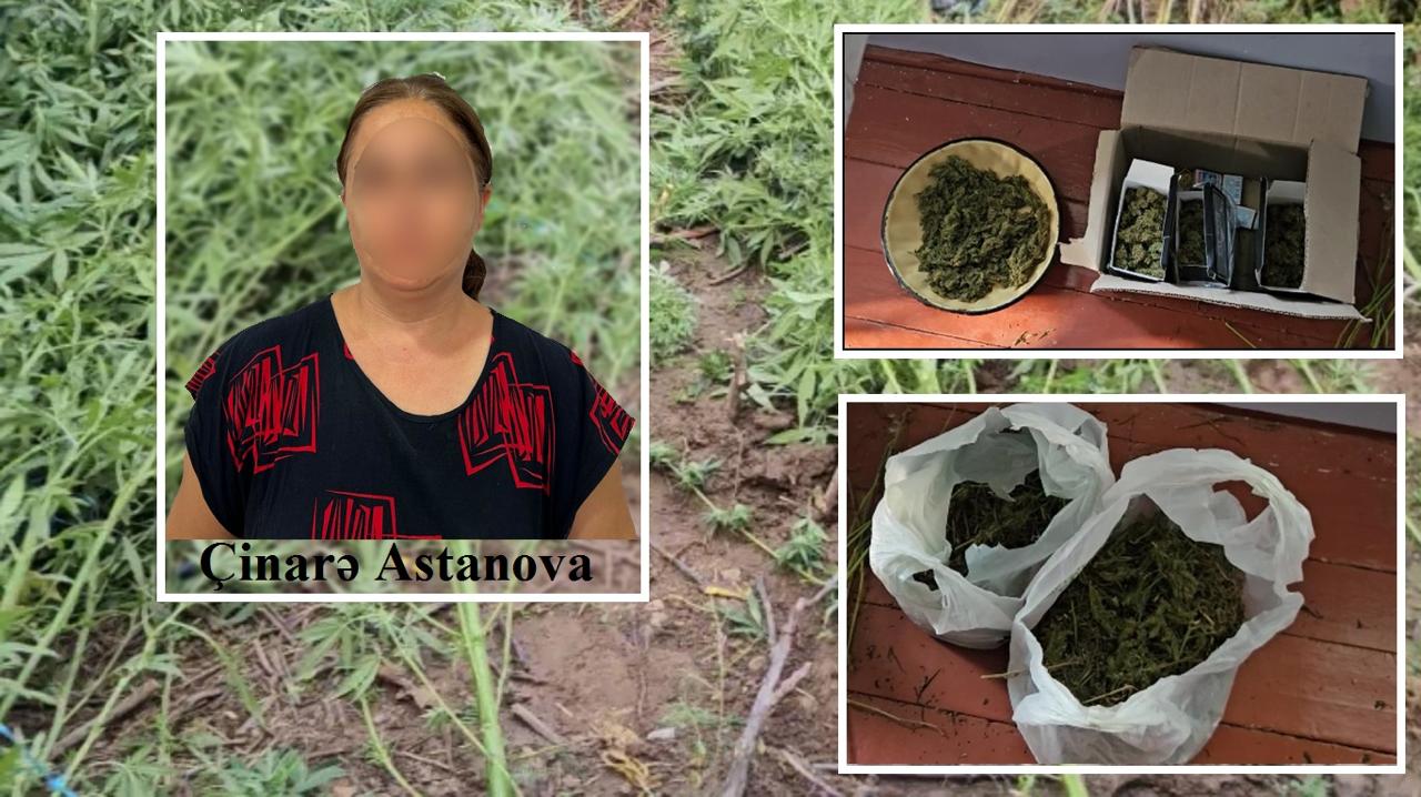 Saatlıda çətənə kollarının kultivasiyasını təşkil edən qadın saxlanılıb