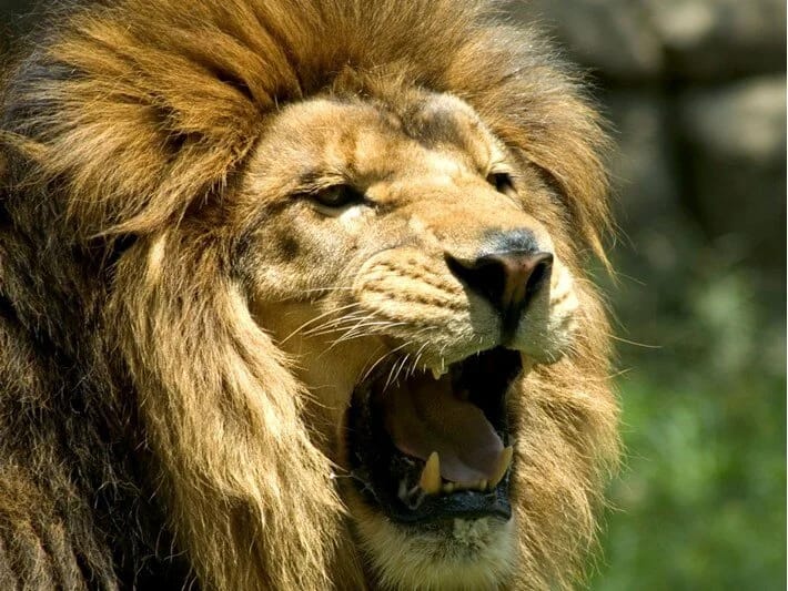 Zooparkda aslanlar insana hücum edib