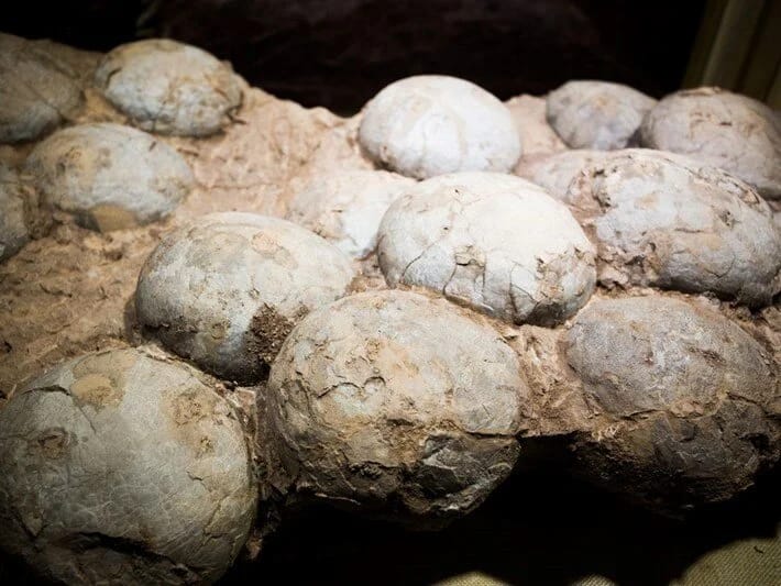 Tarixdə ilk dəfə olaraq dinozavr yumurtasının yaşı hesablanıb