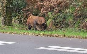 Fransada vəhşi donuzlar şəhəri ələ keçirdilər: 