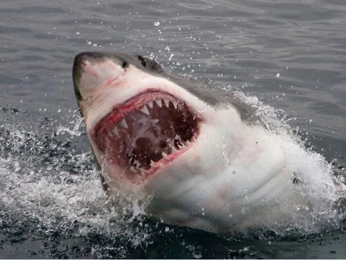 Okean suyu köpək balıqlarının dişləri üçün təhlükə yaradır