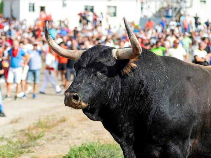 İspaniyada öküz park edilmiş avtomobili məhv edib