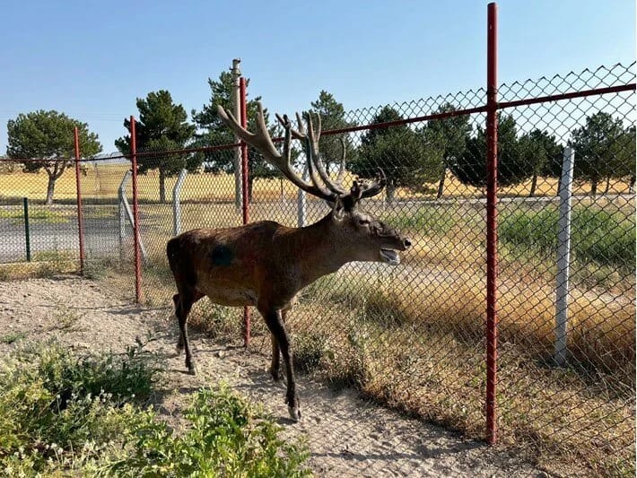 Ölümcül beyin qurdu yayılır: Yeni test hazırlanıb 