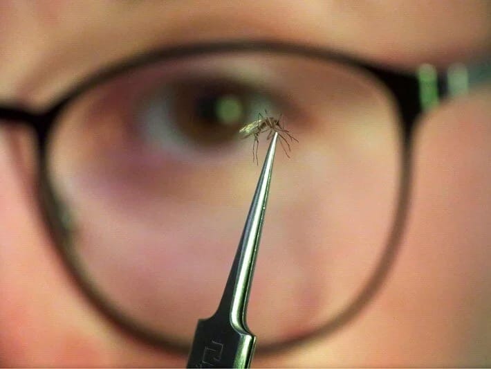 Çikungunya epidemiyası yayılır: Çində fövqəladə vəziyyət elan edildi