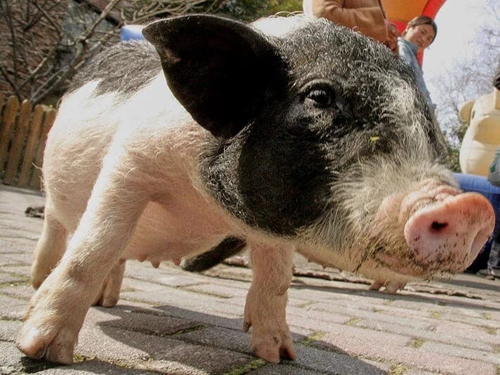 12 000 donuz məhv ediləcək