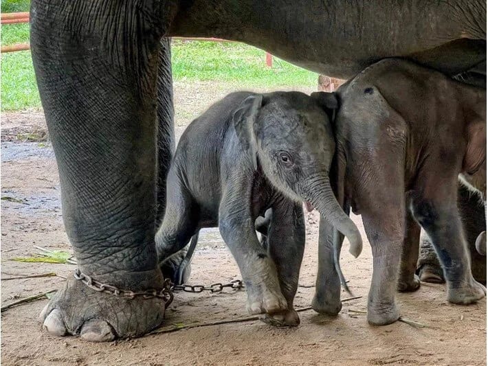 Anası tərəfindən meşədə tərk edilmiş fil balası xilas edilib