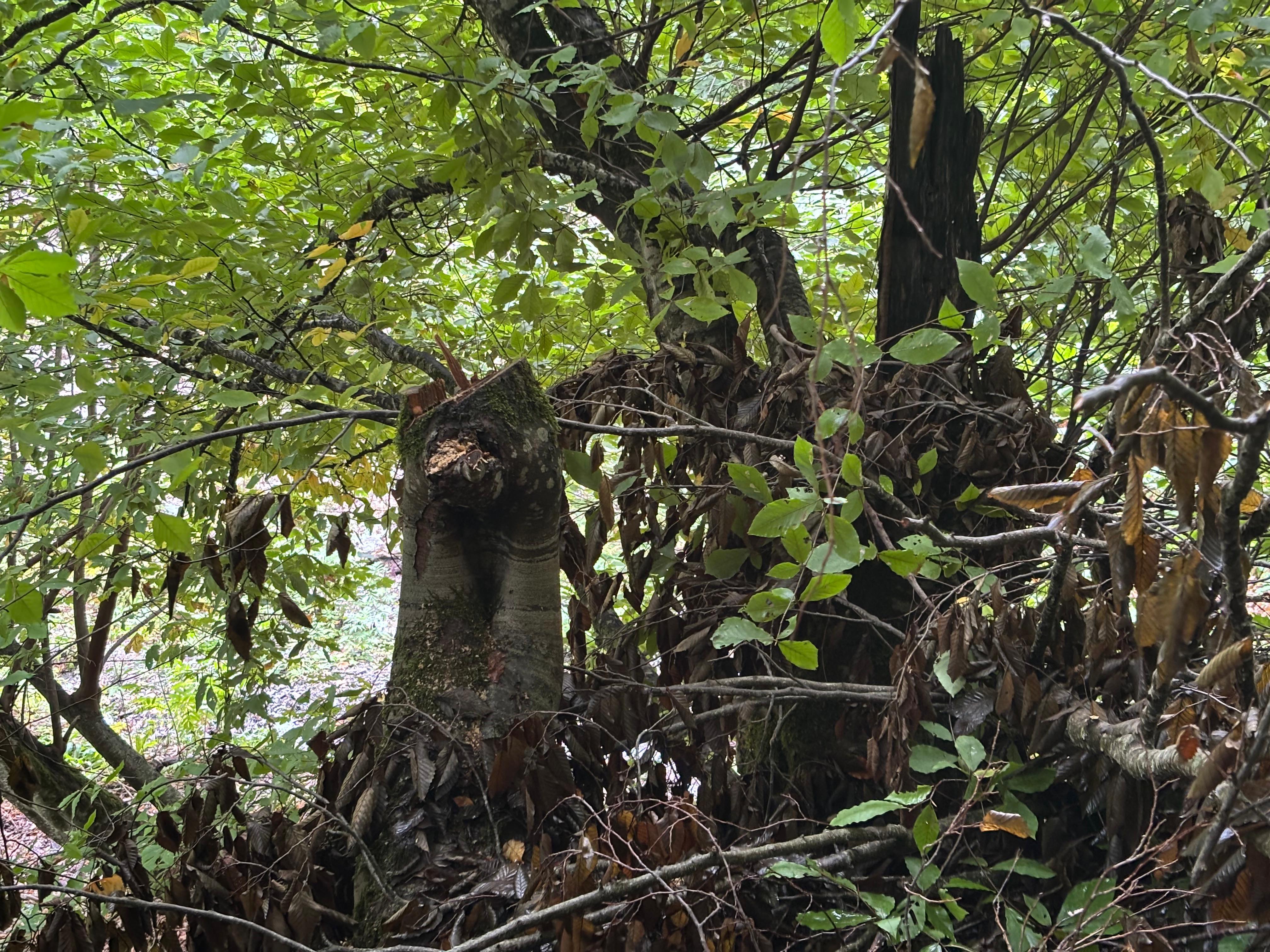 Oğuzda ağac kəsiminə görə polis cinayət işi başladı