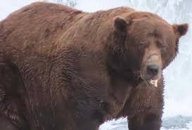 Alyaskada qəribə səsvermə: Ən kök ayı seçildi