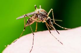 Britaniyada ölümcül xəstəliklər yayan ağcaqanadlar aşkar edilib