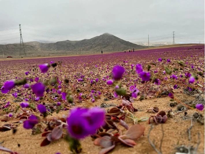 Dünyanın ən quraq səhrasında çiçəklər açdı
