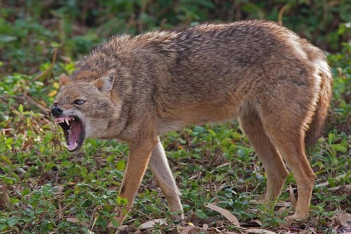 İsmayıllıda çaqqal kəndə hücum etdi - Yaralananlar var