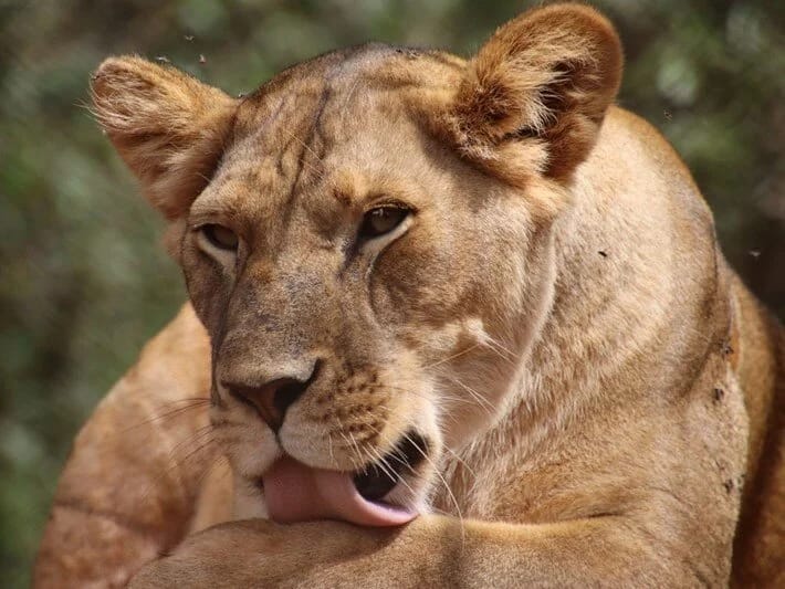 Sosial media fenomeninin aslanı iki nəfəri yaraladı