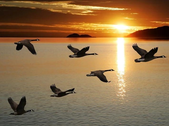 Quşların miqrasiya vərdişləri dəyişir