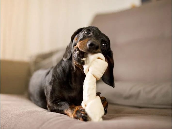 İtlər oyuncaqlarına qumar kimi aludəçilik yaradırlar