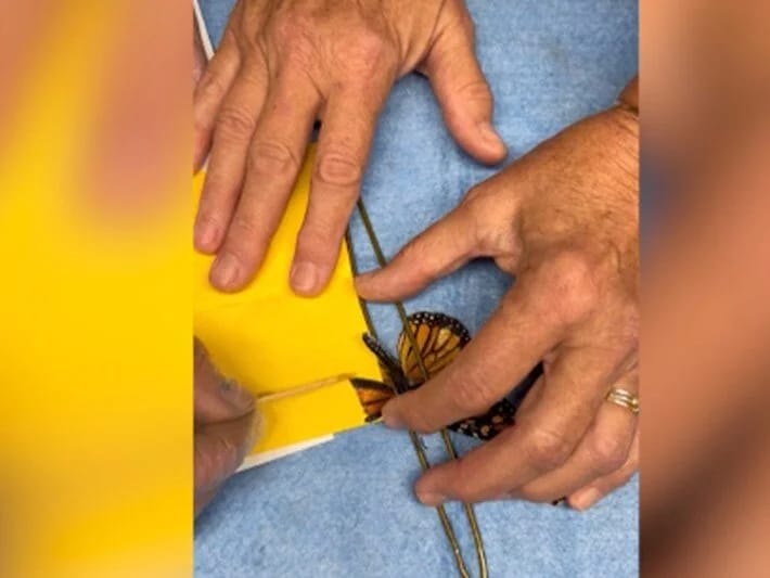 Kəpənək qanad transplantasiyası ilə yenidən uçdu