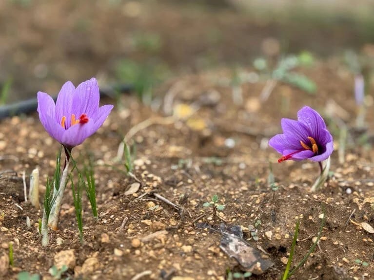 Dünyanın ən bahalı ədviyyatı: YUNESKO-nun Dünya İrs Siyahısında