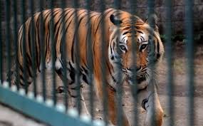 Rusiyada pələng içərisində adamlar olan avtomobilə hücum etdi