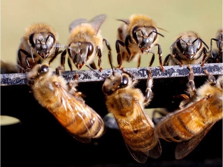 Ana arılar nəsli kəsilmək təhlükəsi ilə üz-üzədir