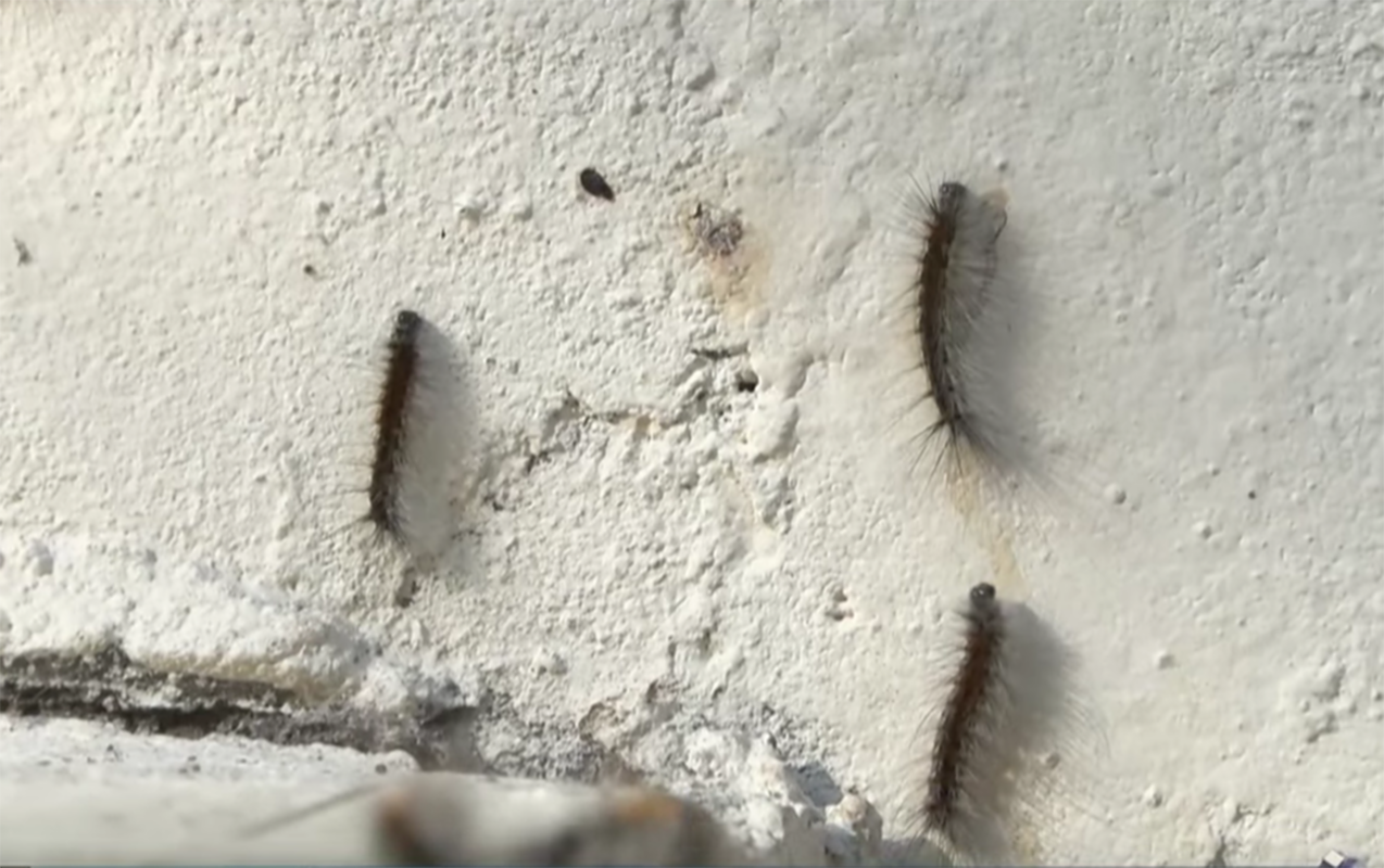 Bakıda bu binaları qurd basıb - VİDEO