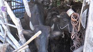 Heyvanlar arasında yayılan dabaq xəstəliyinə Səhiyyə Nazirliyindən REAKSİYA