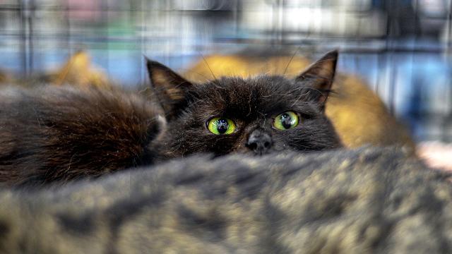 İspaniya Hellouin bayramı ərəfəsində qara pişiklərə sahib çıxmağı qadağan edir