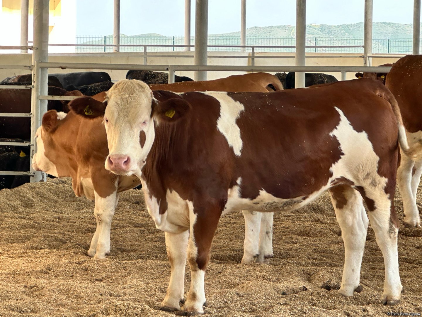Qida yolu ilə dabaq virusunun insan orqanizminə keçməsi mümkün deyil - Nazirlik rəsmisi
