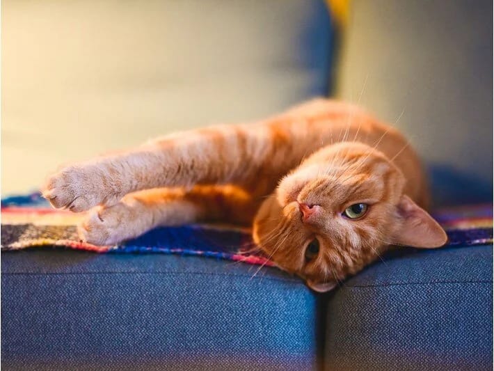 Narıncı pişiklər niyə əsasən erkəkdir?