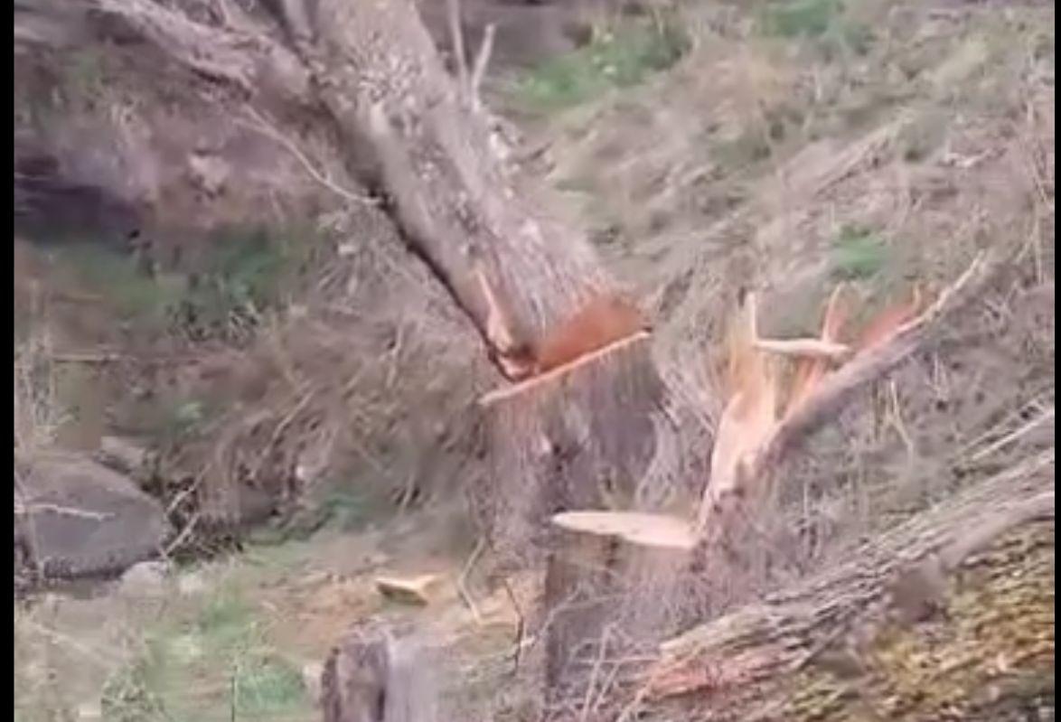 Kəlbəcərdə ağackəsmə ilə bağlı araşdırma aparılır