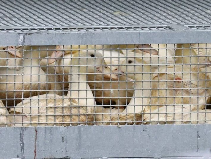 Almaniyada quş qripi: 400.000-dən çox heyvan məhv edildi