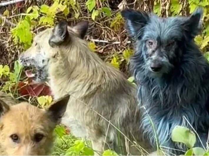 Çernobılda mavi itlər göründü: Alimlər həyəcan təbili çalır