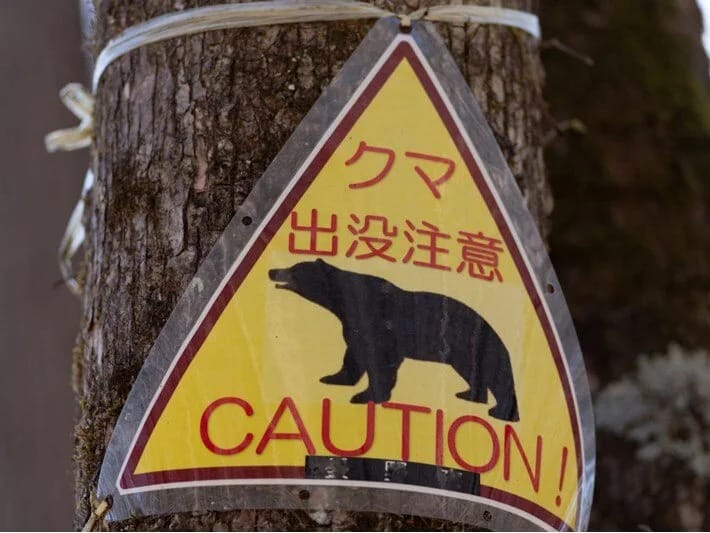 Yaponiya ayılarla mübarizə apara bilmir: Qubernator hərbi dəstək istəyir