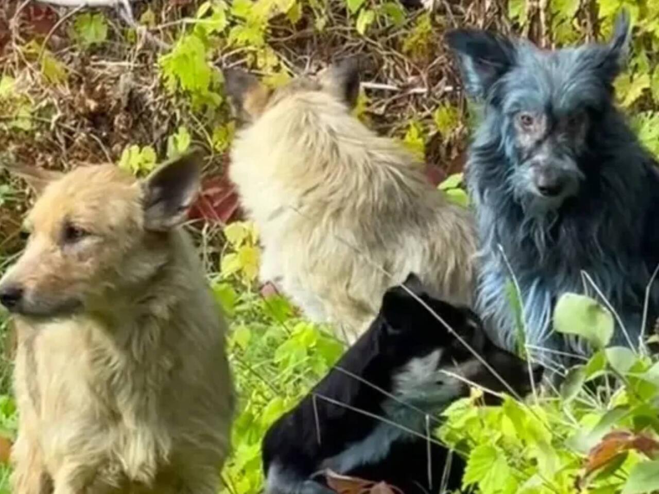 Çernobılda mavi itlər peyda oldu - FOTO