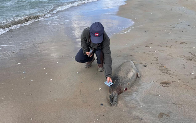 Xəzər sahilində 112 ölü suiti tapıldı