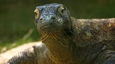 Yunanıstanda nəhəng əjdaha qalıqları tapıldı