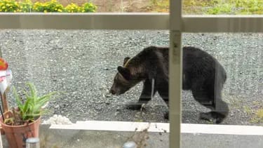 Ayılar şəhərlərə basqın etdi